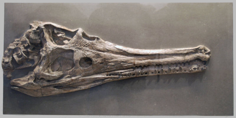 Steneosaurus_chapmanni