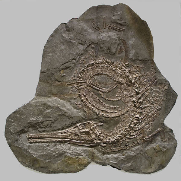 Stenosaurus_bollensis