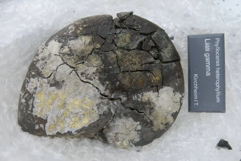 Präparation_Phylloceras_Holzmaden_04