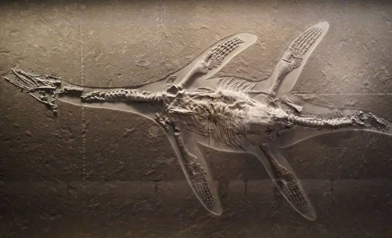 Pilosaurier_Hauffiosaurus_zanoni