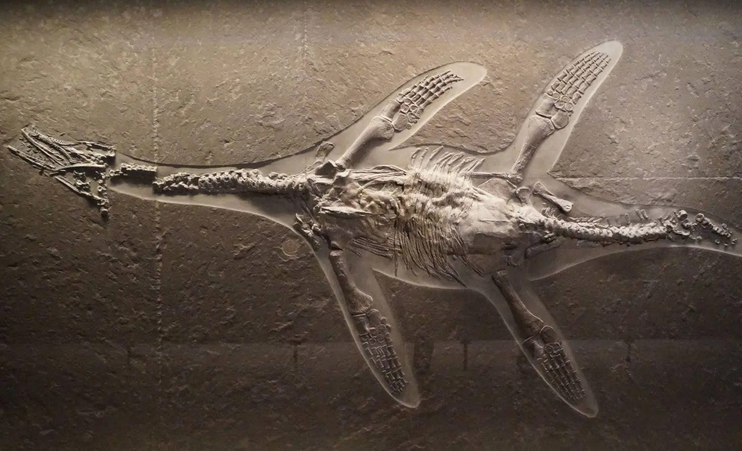 Pilosaurier_Hauffiosaurus_zanoni