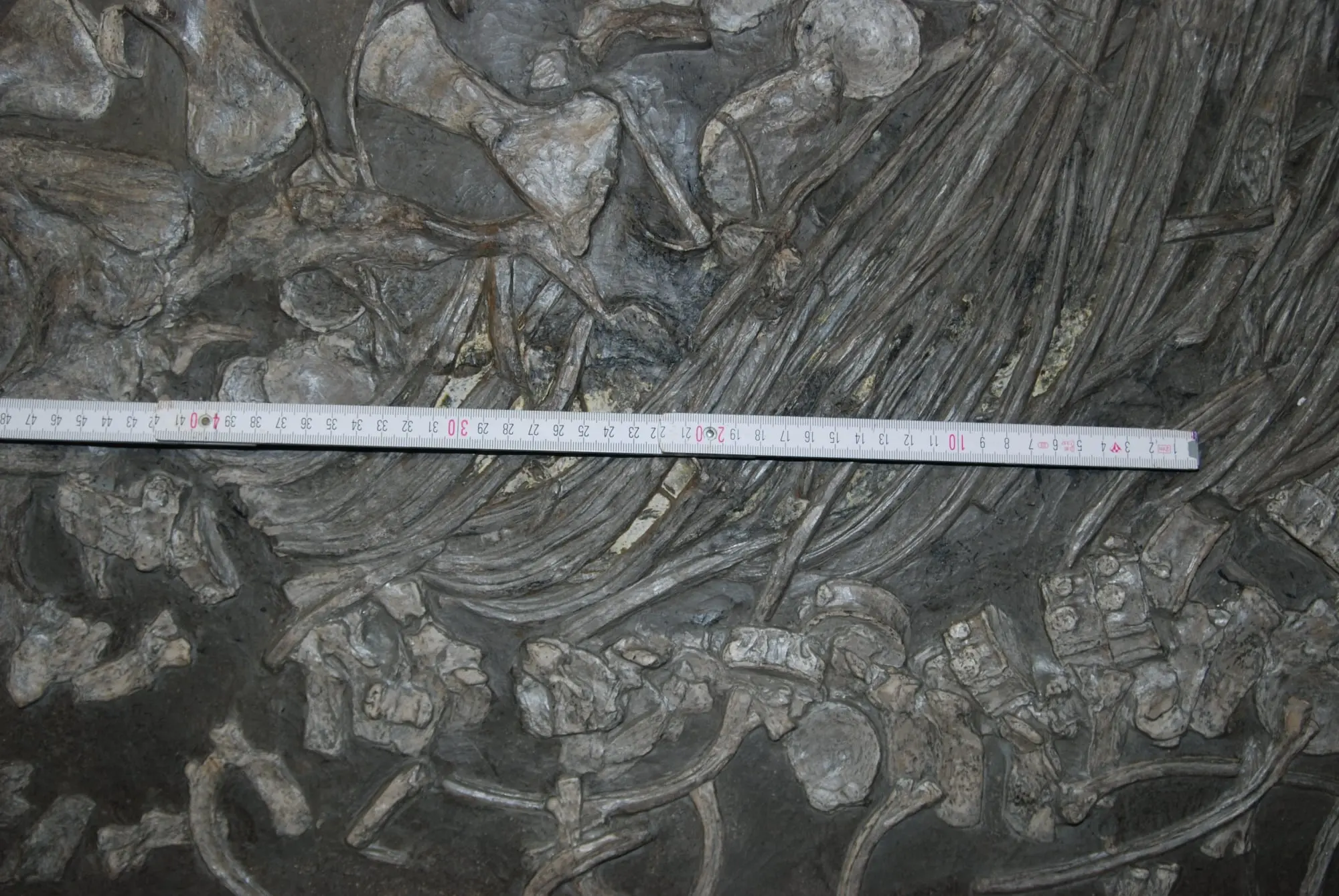 Holzmaden_Sanierung_Ichthyosaurier_01