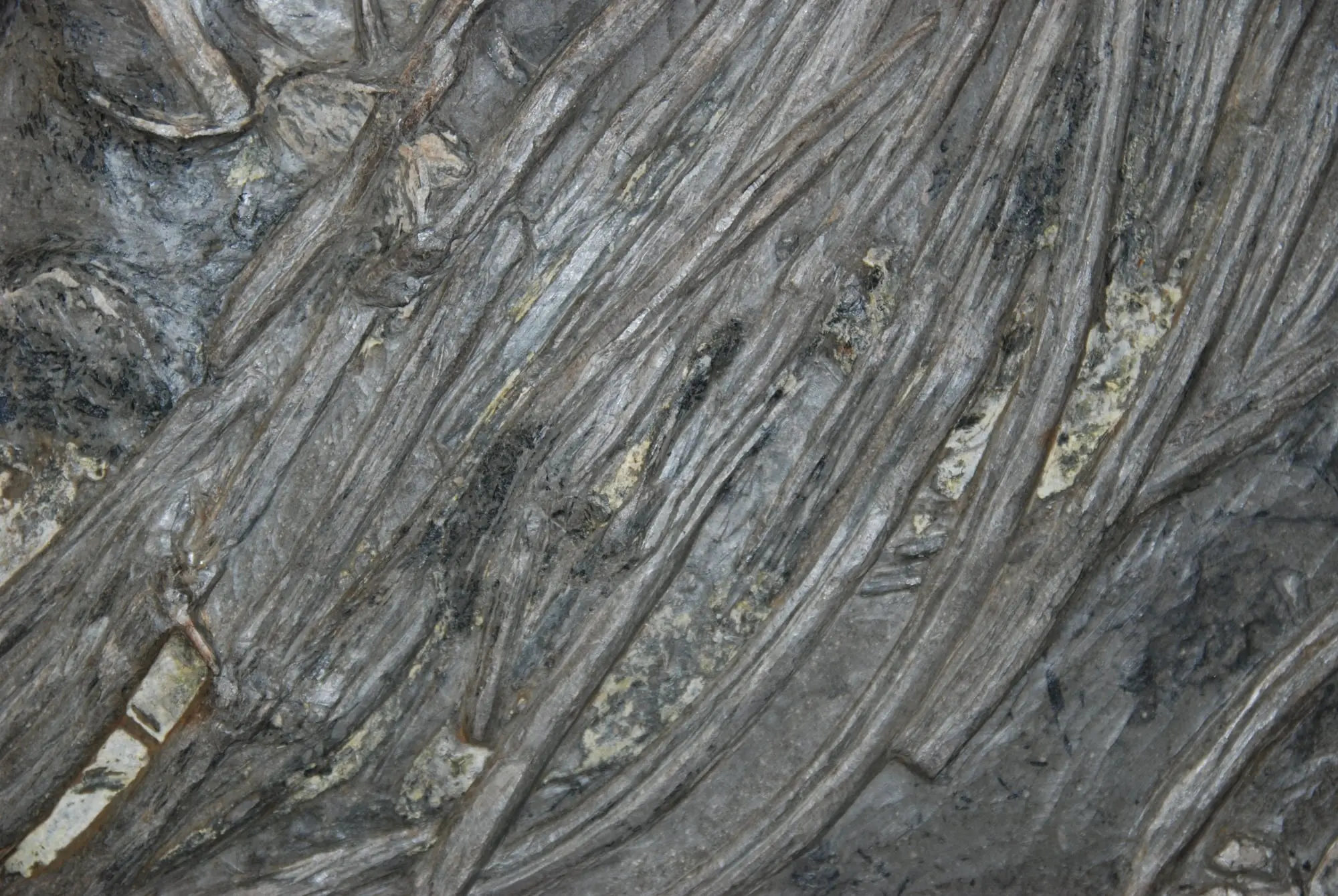 Holzmaden_Sanierung_Ichthyosaurier_03