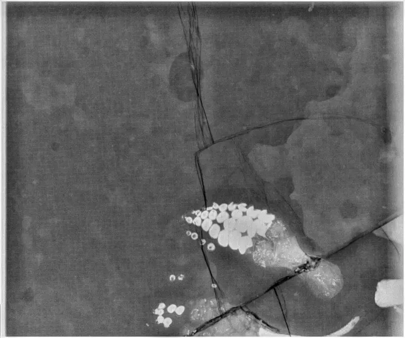 Präparation_#4-03_Ichthyosaurier_Holzmaden_03
