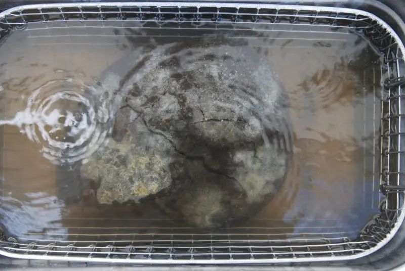 Präparation_Phylloceras_Holzmaden_03