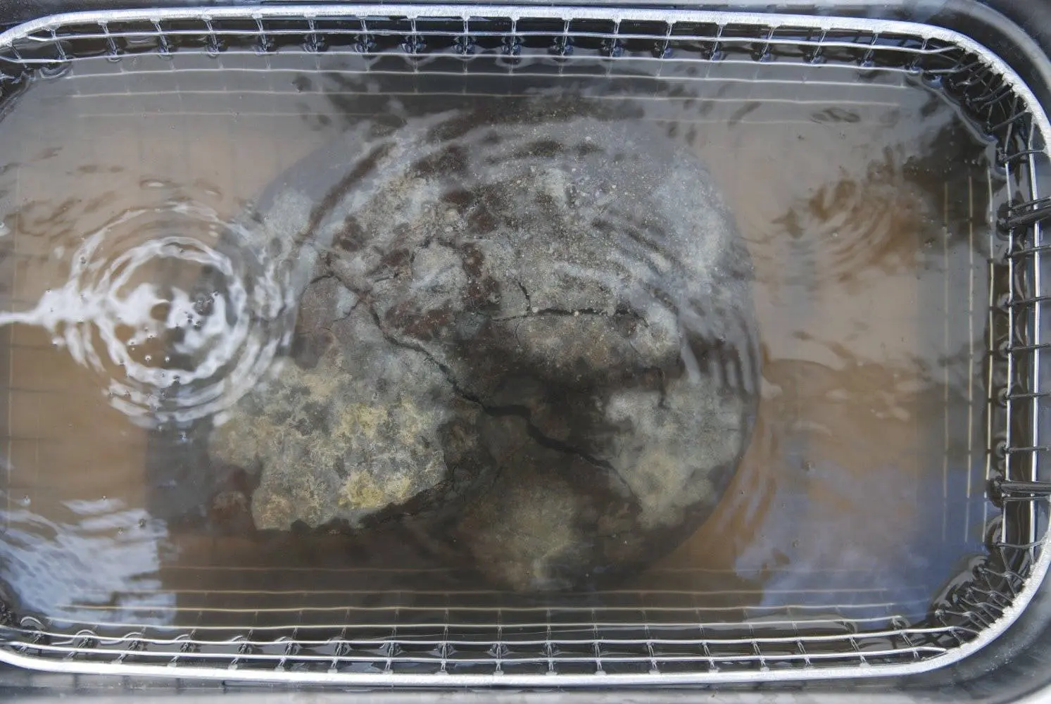 Präparation_Phylloceras_Holzmaden_03