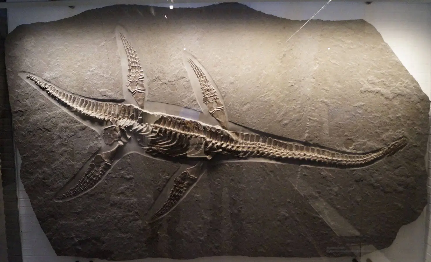 Hydroripon_brachypterygius