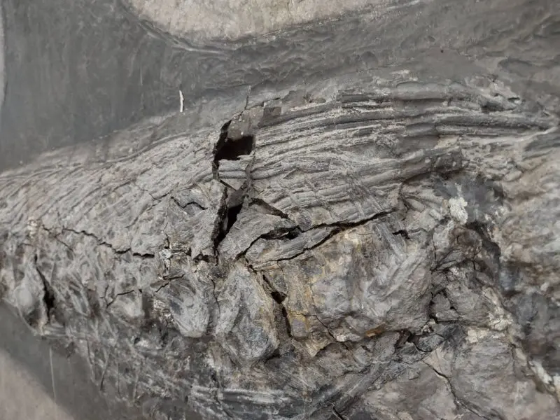 Restauration_Ichthyosaurier_Wasserschaden_Holzmaden_04