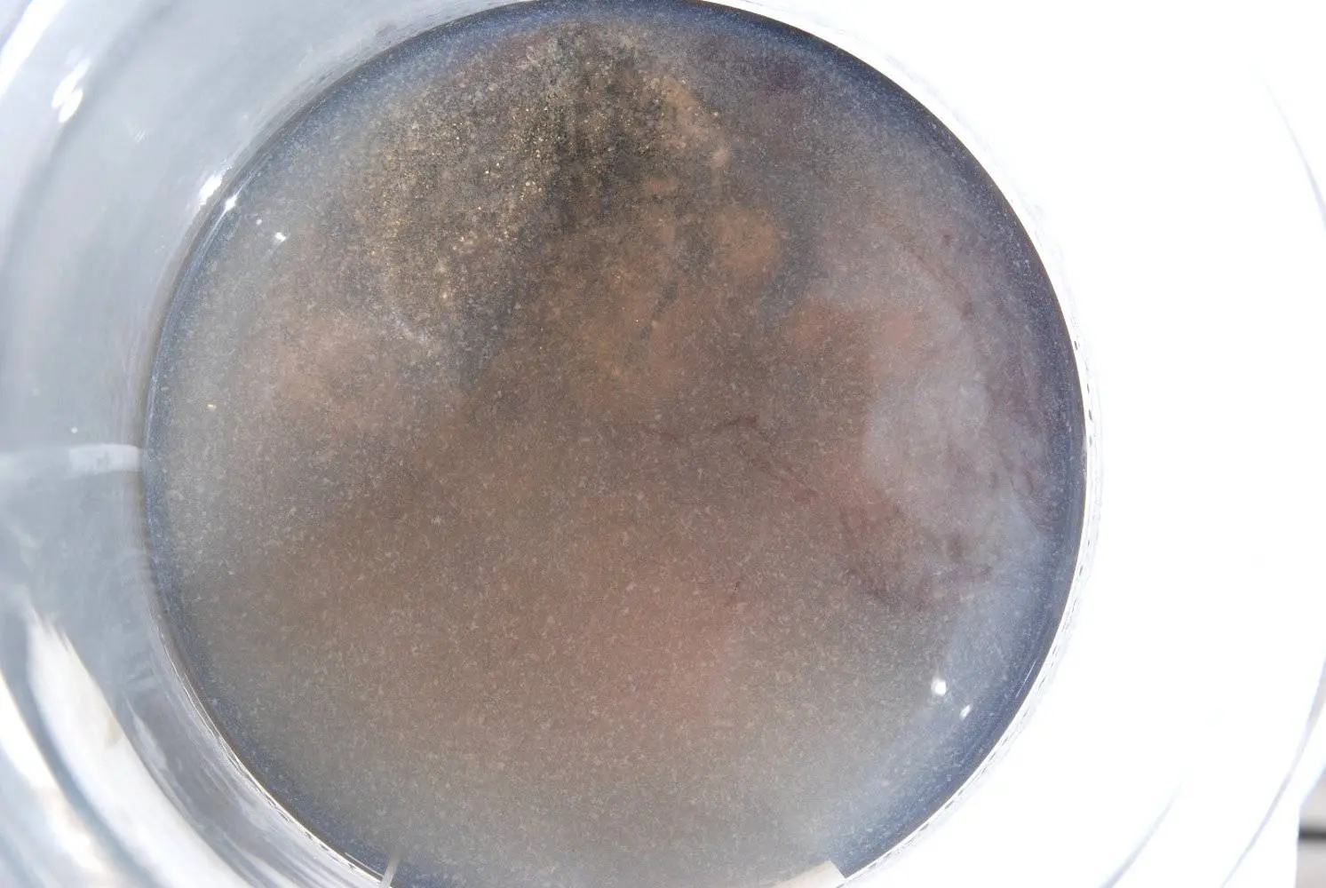 Präparation_Phylloceras_Holzmaden_07