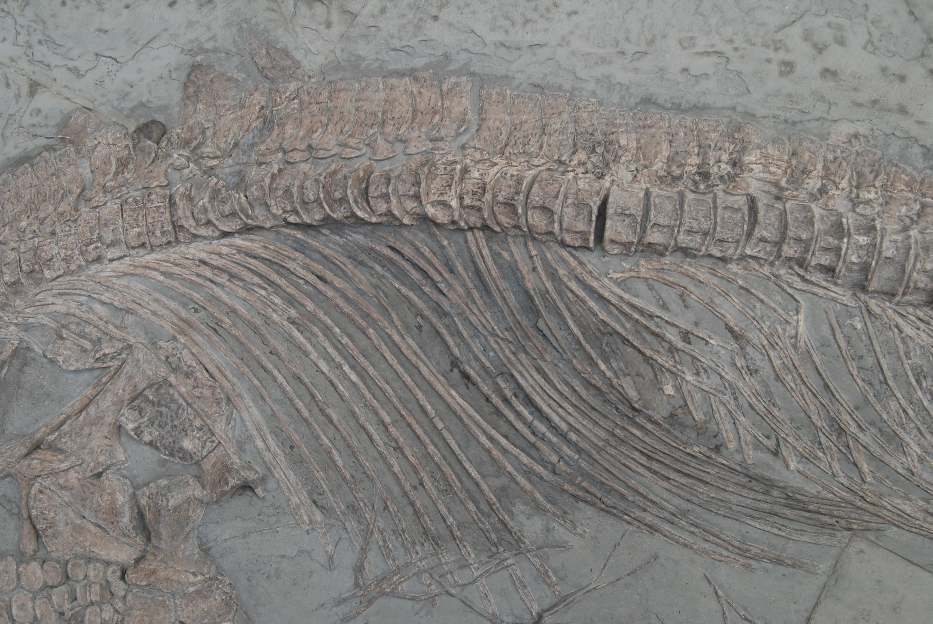 Holzmaden_Pyritzerfall_Einkleben_05b