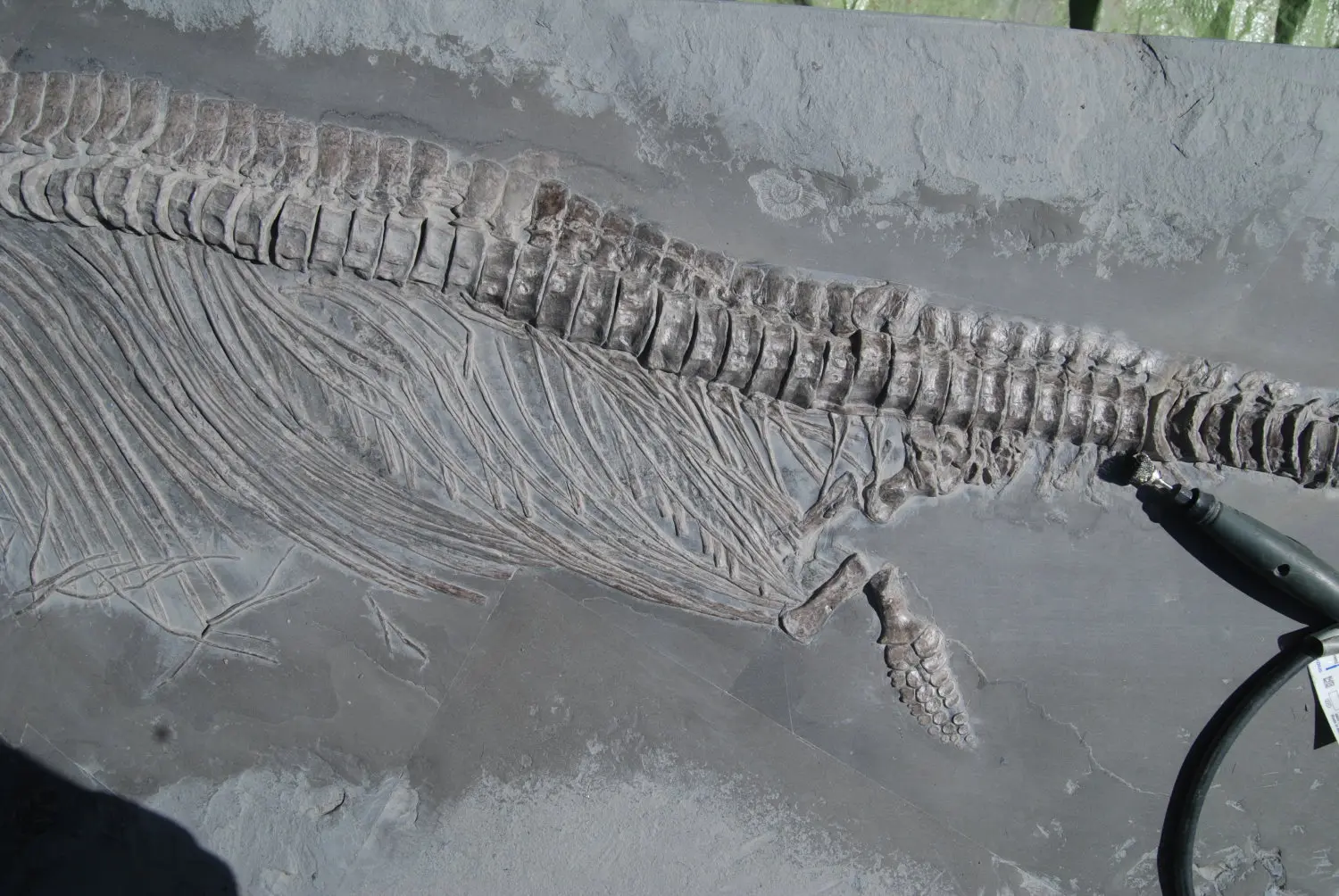 Holzmaden_Pyritzerfall_Angleichung_06b