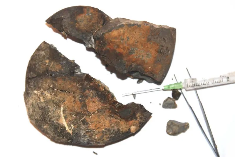 Präparation_Phylloceras_Holzmaden_08