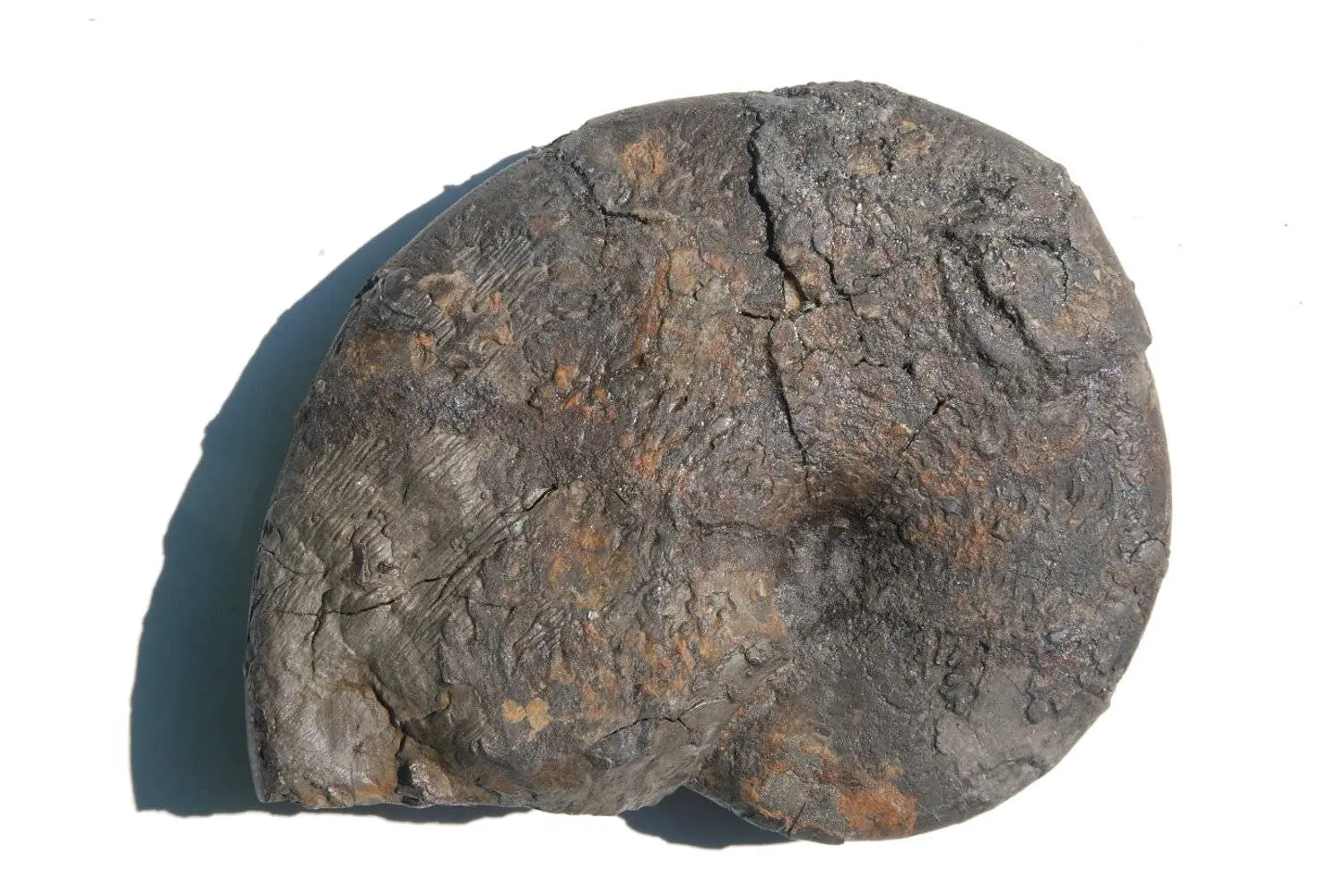 Präparation_Phylloceras_Holzmaden_09