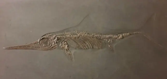 1.01_Umbettung_Ichthyosaurus_Holzmaden