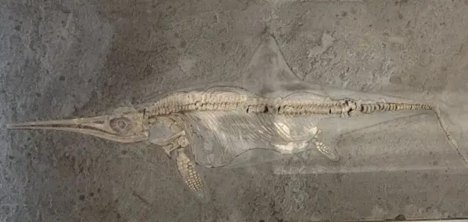 1.02_Umbettung_Ichthyosaurus_Holzmaden