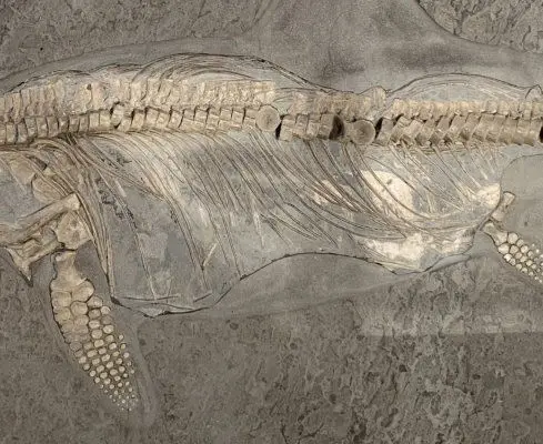 1.04_Umbettung_Ichthyosaurus_Holzoom