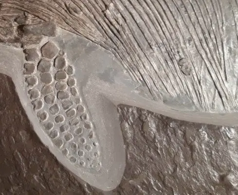 1.05_Umbettung_Ichthyosaurus_Holzmaden