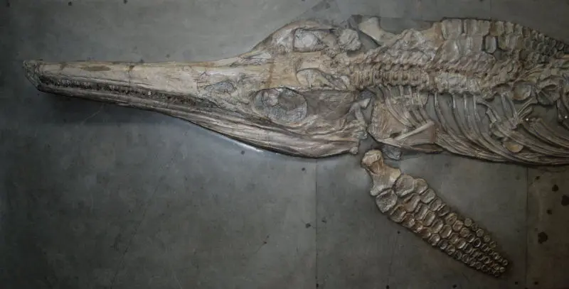 Temnodontosaurus_trigonodon