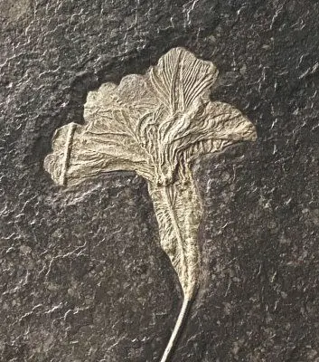 2.04_Komposit_Seirocrinus_Holzmaden