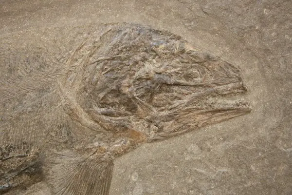 2.06_Komposit_Pachycormus Kopf angesetzt_Holzmaden