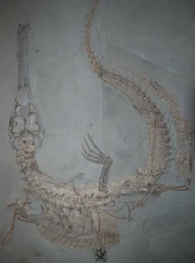 2.08_Komposit_Steneosaurus_Holzmaden