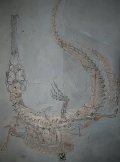 2.08_Komposit_Steneosaurus_Holzmaden