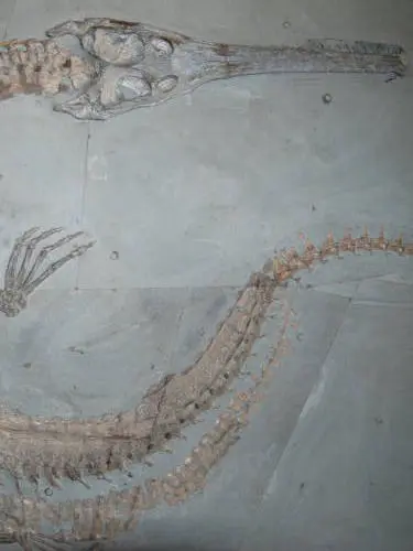 2.09_Komposit_Steneosaurus_Holzmaden