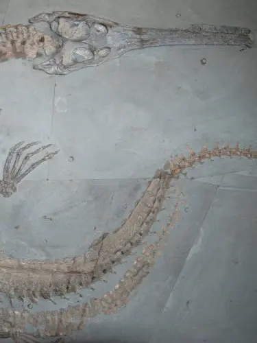 2.09_Komposit_Steneosaurus_Holzmaden