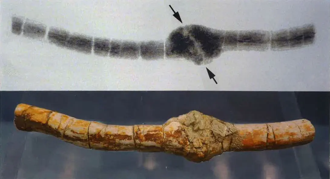 Holzmaden_2011_Bönhof&Foelix_Kallusbildung