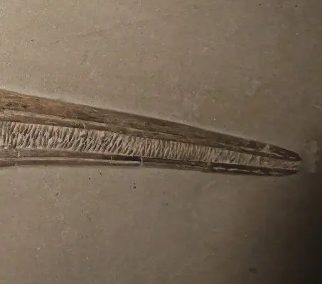 3.01_RekonstruktionIchthyosaurus_Holzmaden