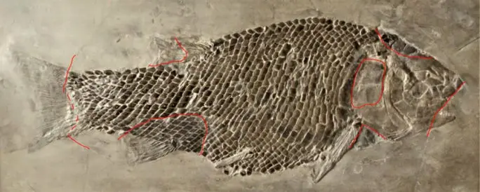 3.04_Rekonstruktion_Lepidotus_Holzmaden