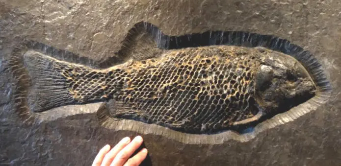 3.07_Rekonstruktion_Lepidotes_Holzmaden