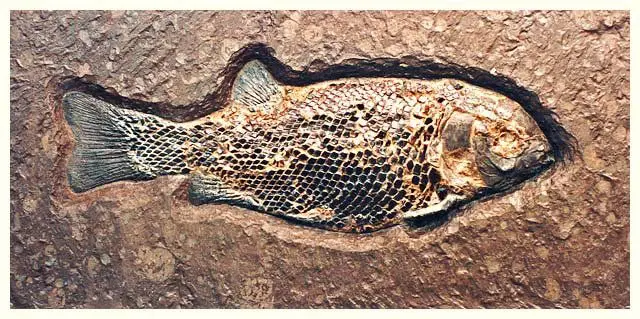 3.10_Rekonstruktion_Lepidotus elvensis_Holzmaden