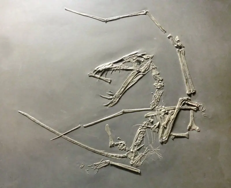 Dorygnathus_banthensis
