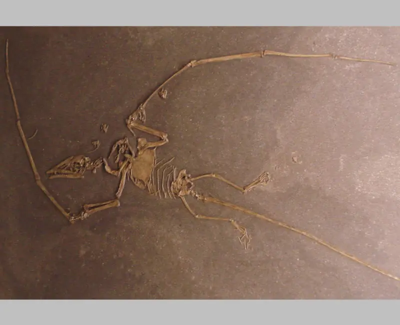 Campylognathus_zitteli