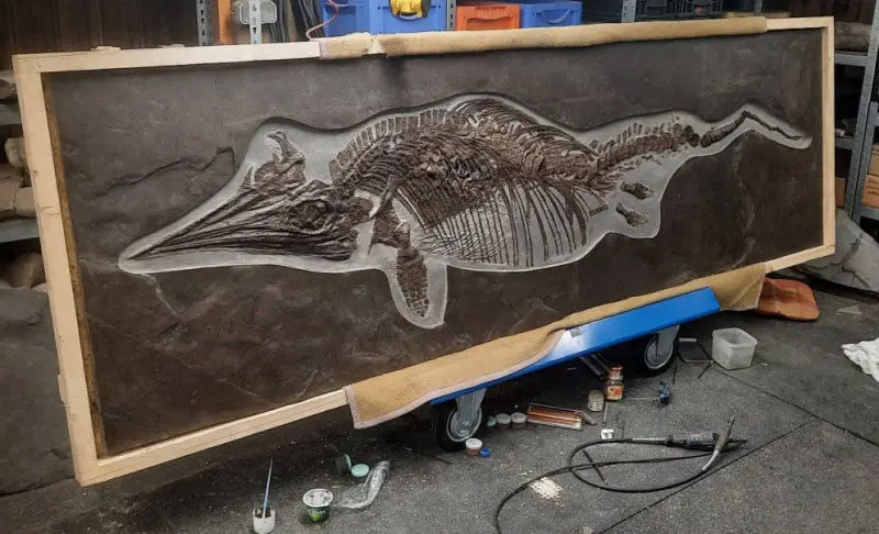 Präparation_#4-09_Ichthyosaurier_Holzmaden_04