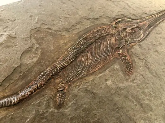 4.03_Fake_Ichthyosaurus_Holzmaden