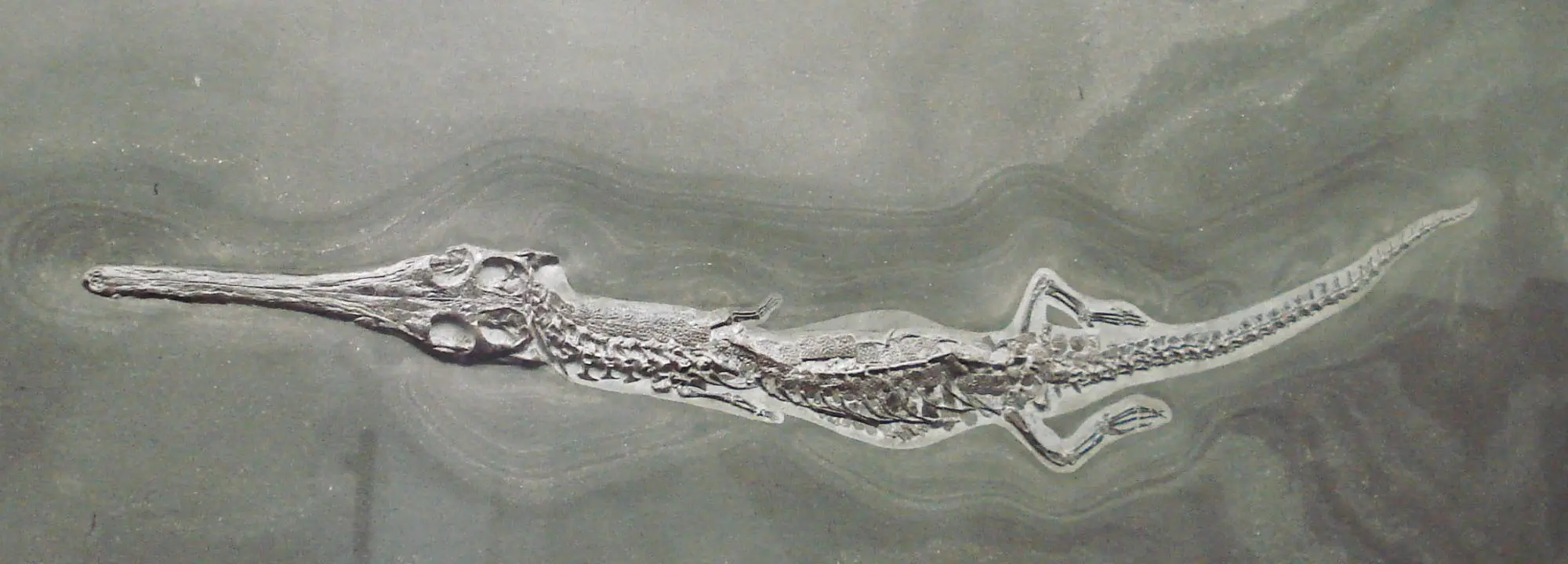 Pelagosaurus typus