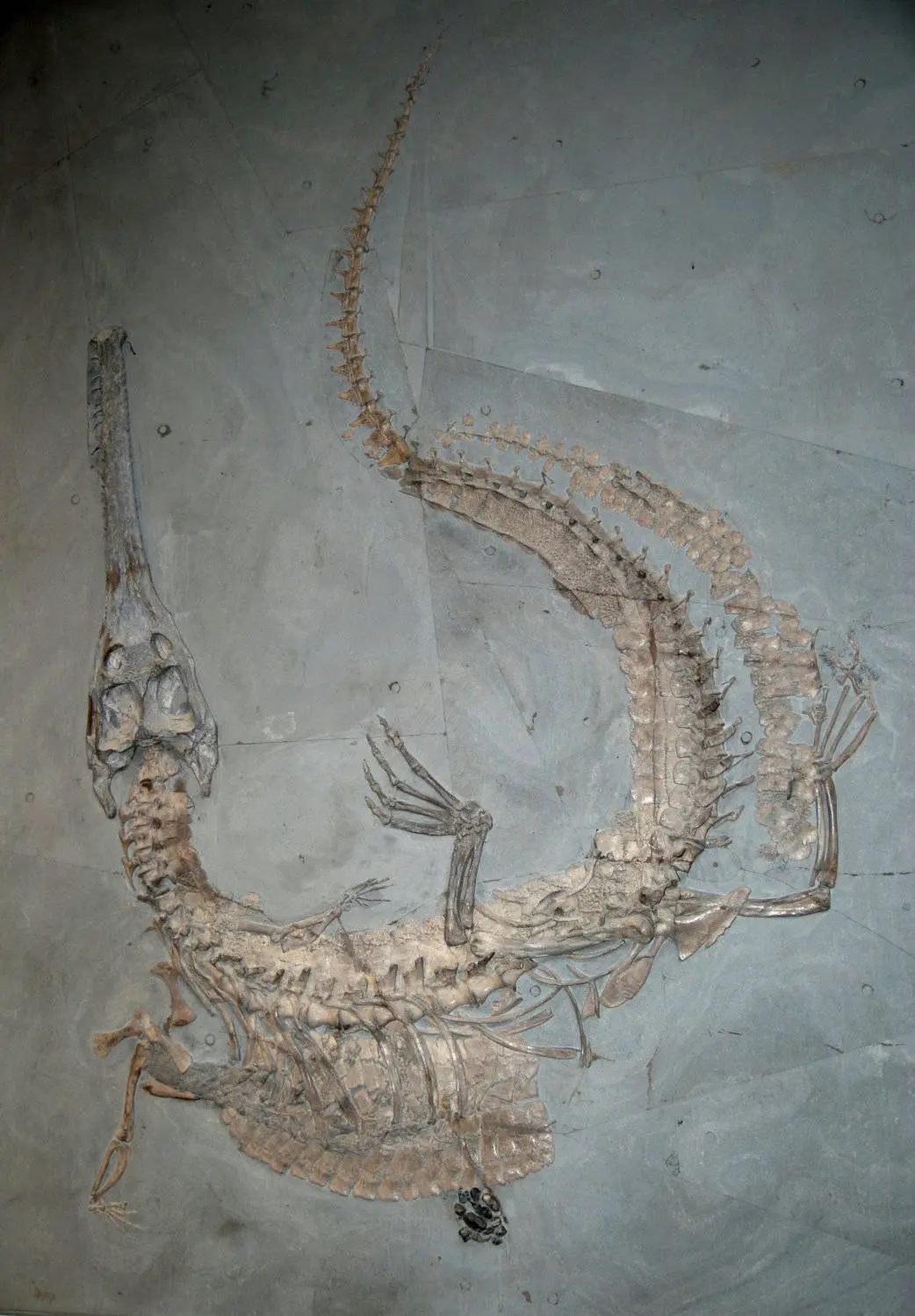 Stenosaurus_bollensis