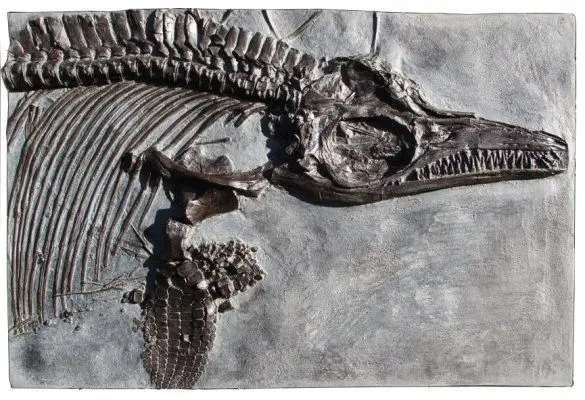 5.03_Reproduktion_Ichthyosaurus_Holzmaden_Epoxi