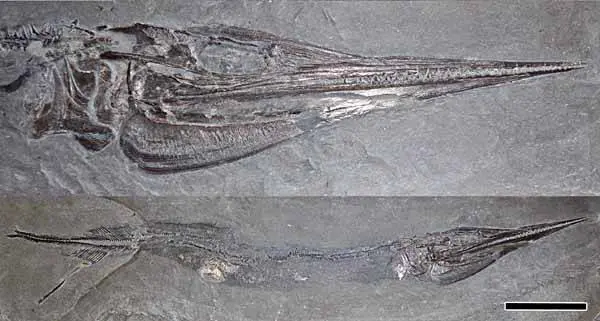 Saurorhynchus_hauffi