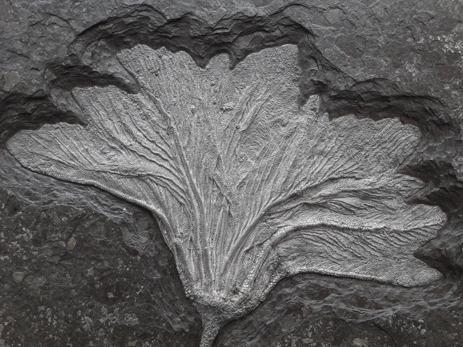 Seirocrinus_subangularis