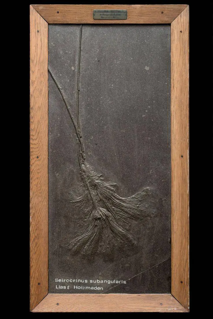 Seirocrinus_subangularis