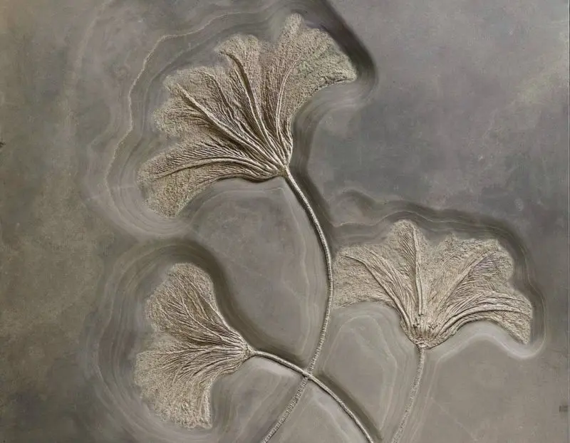 Seirocrinus_subangularis