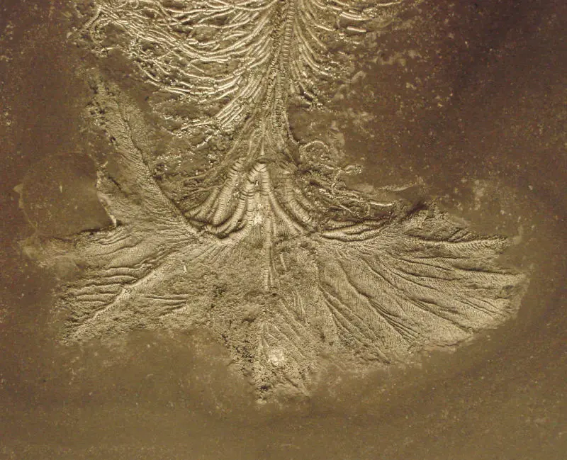 Pentacrinites_dichotomus