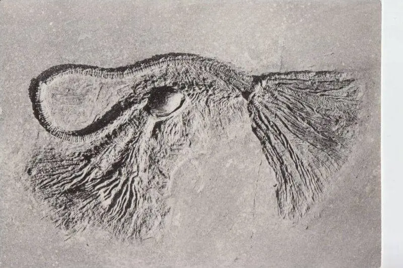 Seirocrinus_subangularis