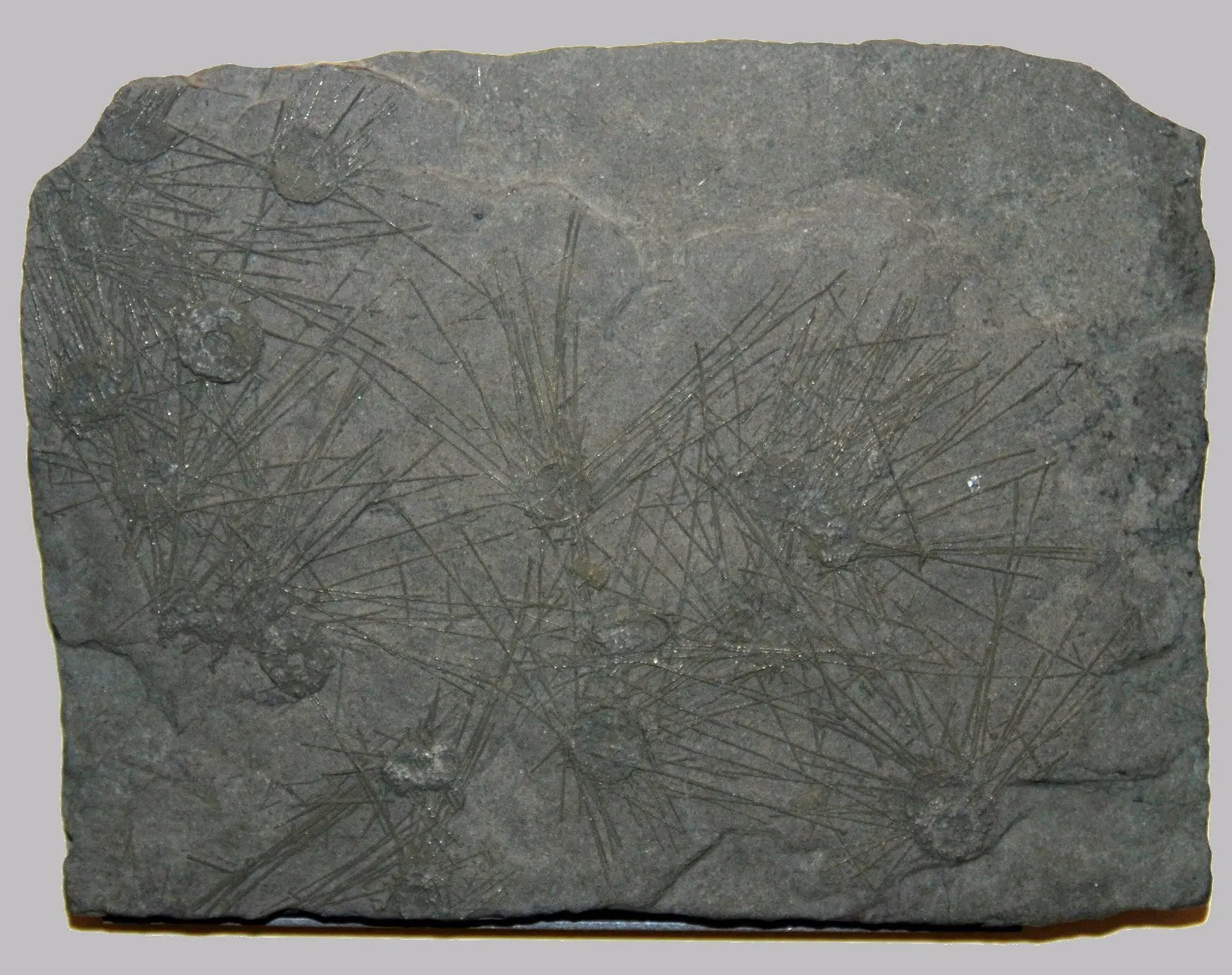 Diademopsis_crinifera