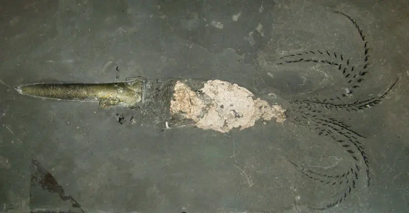 Passaloteuthis_bisulcata