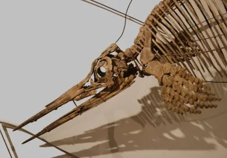 Holzmaden_Fossilien_Intro