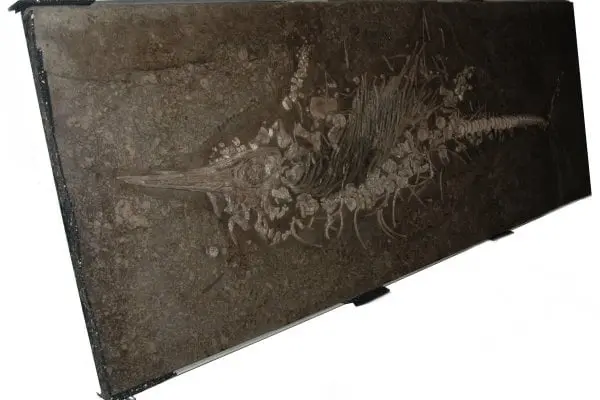 Holzmaden_Pyrit_Sanierung_Tiefenimprägnation_08